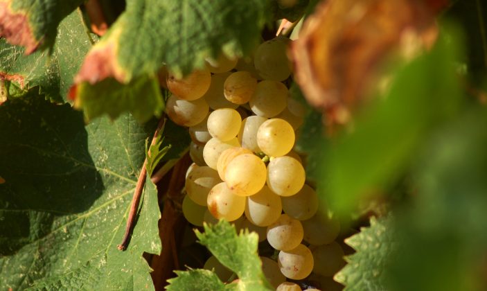 Domaine de la presqu’île de Giens Hyères vin vignoble