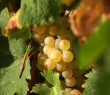 Domaine de la presqu’île de Giens Hyères vin vignoble