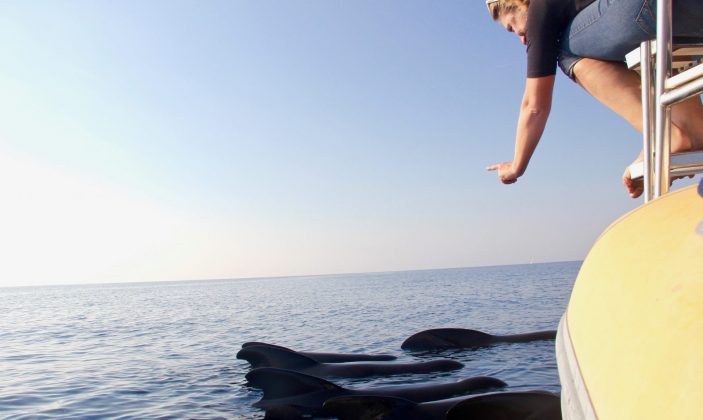 Vertical Horizon – observation baleines et dauphins