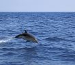 Vertical Horizon – a la rencontre des dauphins