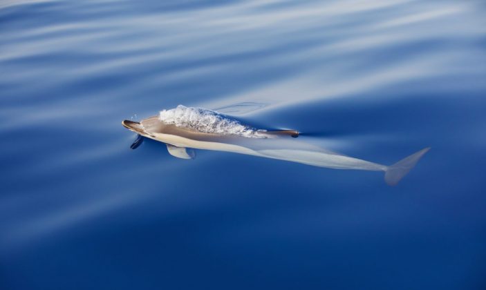 Vertical Horizon – observation baleines et dauphins